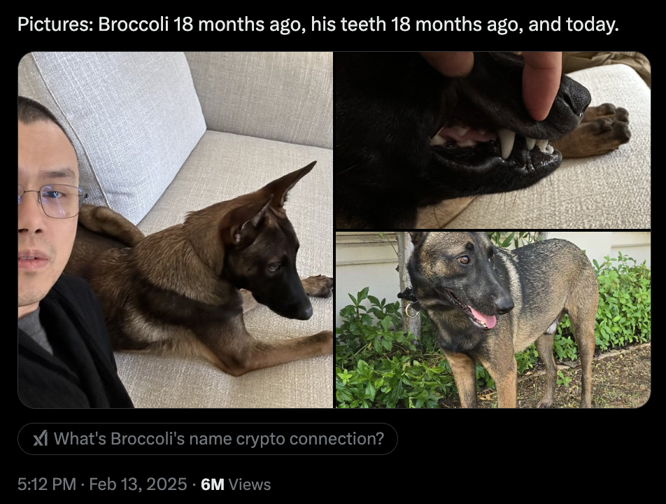 Meme Coin Mania: Broccoli’s M Whale and the Hottest New Crypto Presales Meme Coin Mania: Broccoli’s M Whale and the Hottest New Crypto Presales